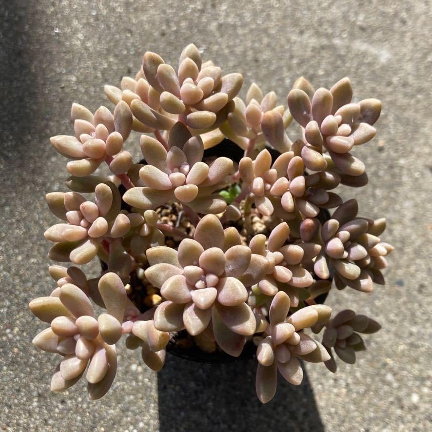 Amazon.co.jp: 多肉植物 姫秀麗 姫秋麗 ① : ビューティー